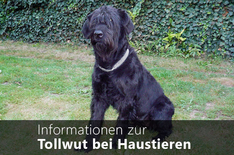 Tollwut