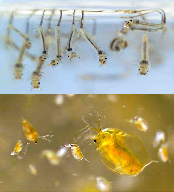 Foto von Mückenlarven in Gewässern im oberen Teil und Wasserflöhen in Gewässern im unteren Teil