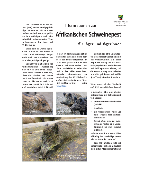 Infoblatt Afrikanische Schweinepest - Seite 1